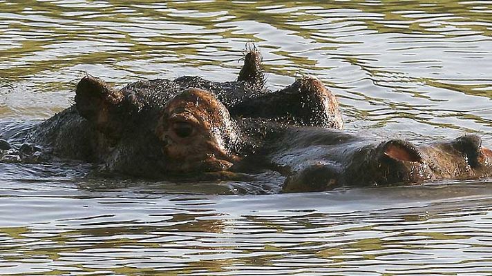 Telediario 1 - Un hipopótamo alemán en Cantabria