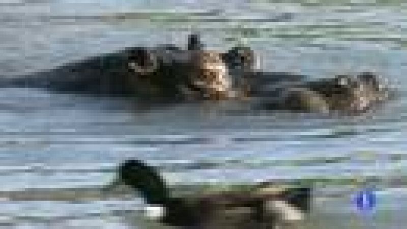 El Parque de Cabárceno opta por un hipopótamo alemán para formar una nueva línea genética