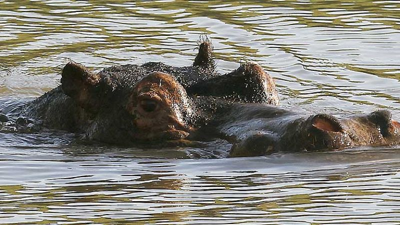 El Parque de Cabárceno opta por un hipopótamo alemán para formar una nueva línea genética