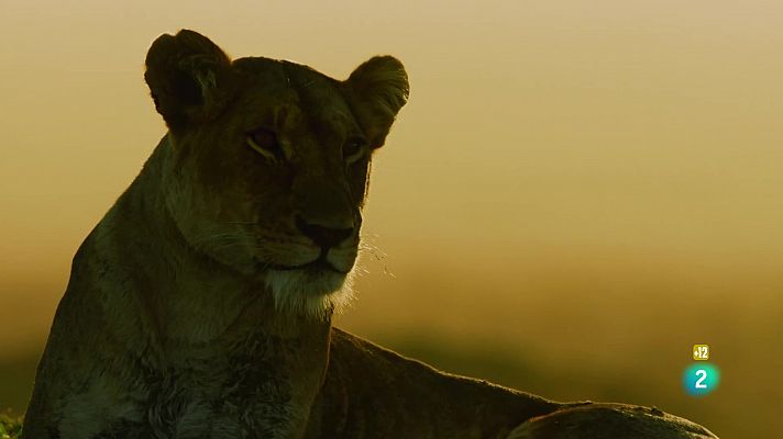 Som Documentals - Una banda molt salvatge: Les armes de l'assassí