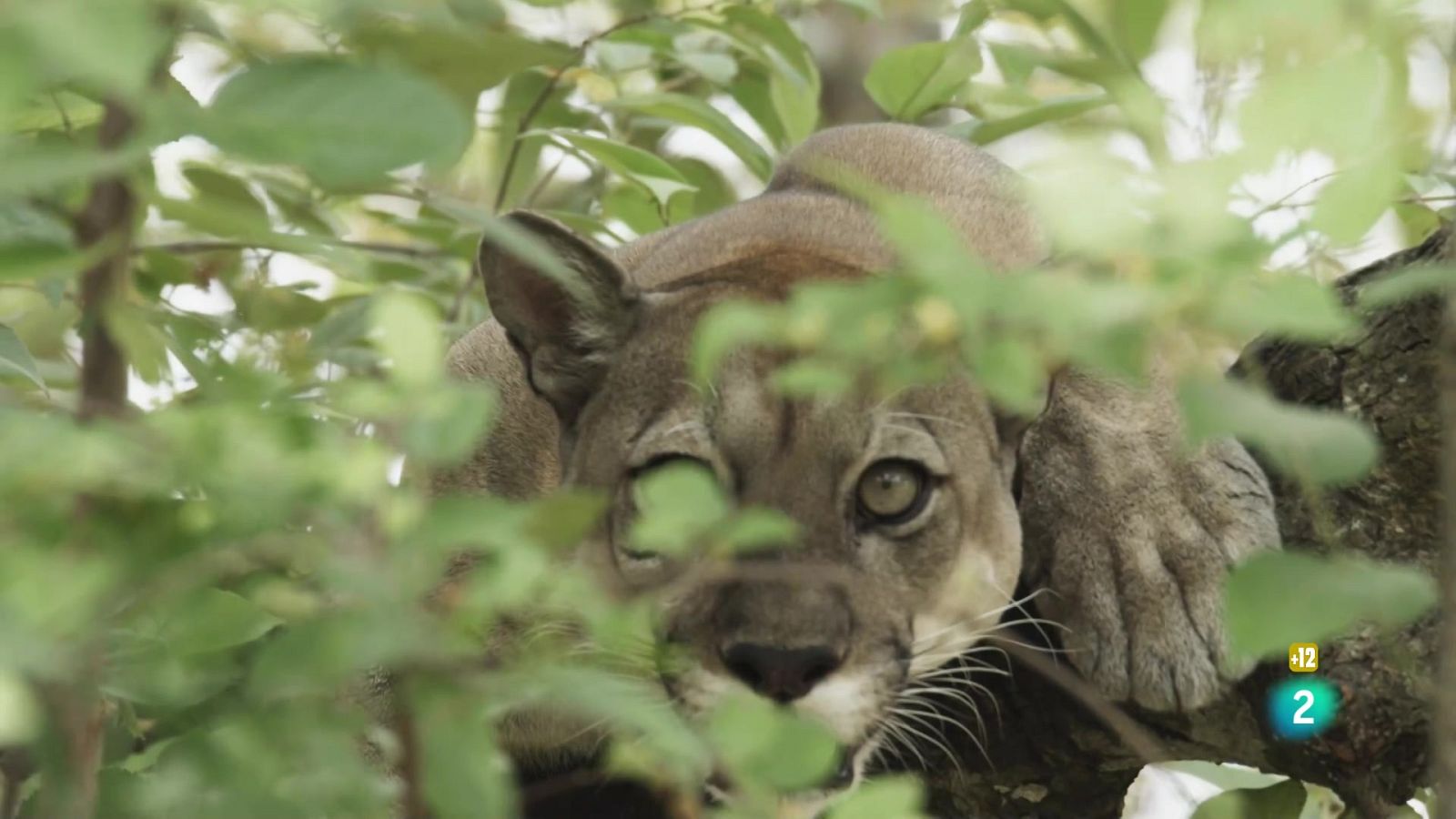 Grans documentals - Una banda molt salvatge: Caçadors freds i calculadors - Veure ara