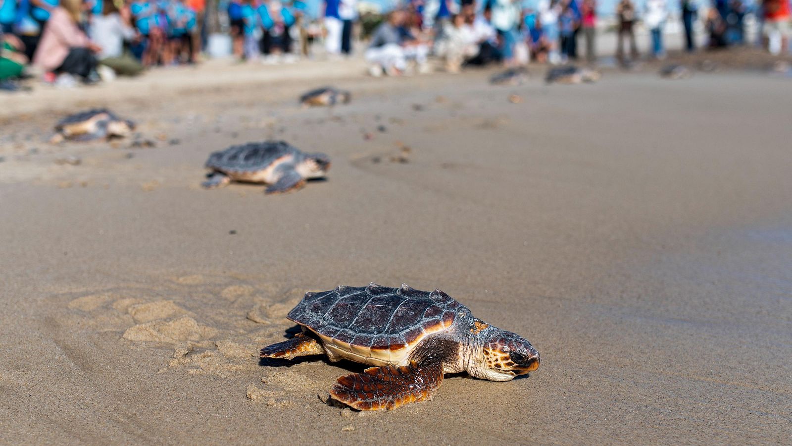 La tortuga boba se asienta en las costas españolas