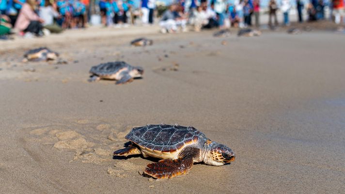 La tortuga boba se asienta en las costas españolas por el cambio climático