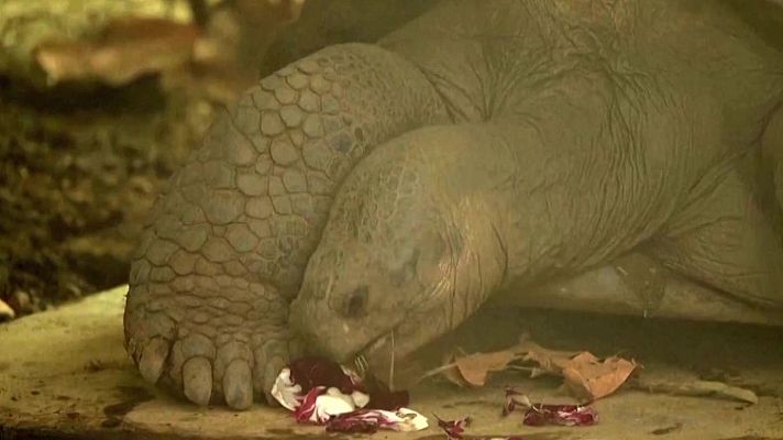 Aquí la Tierra - Tortugas de Galápagos