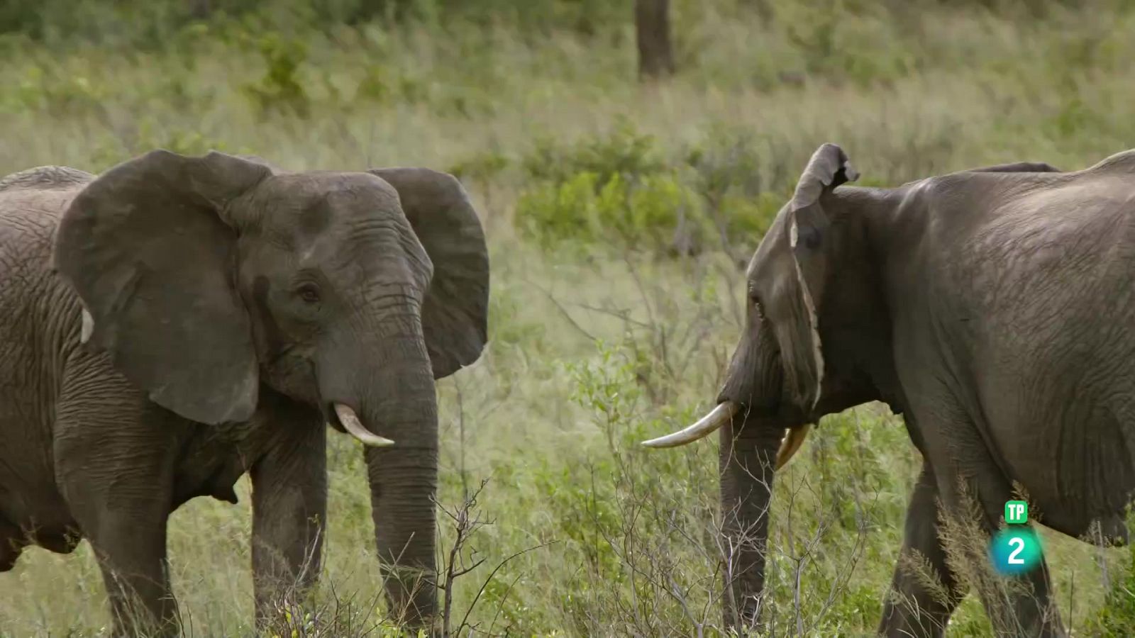 La gran història dels elefants - Grans Documentals