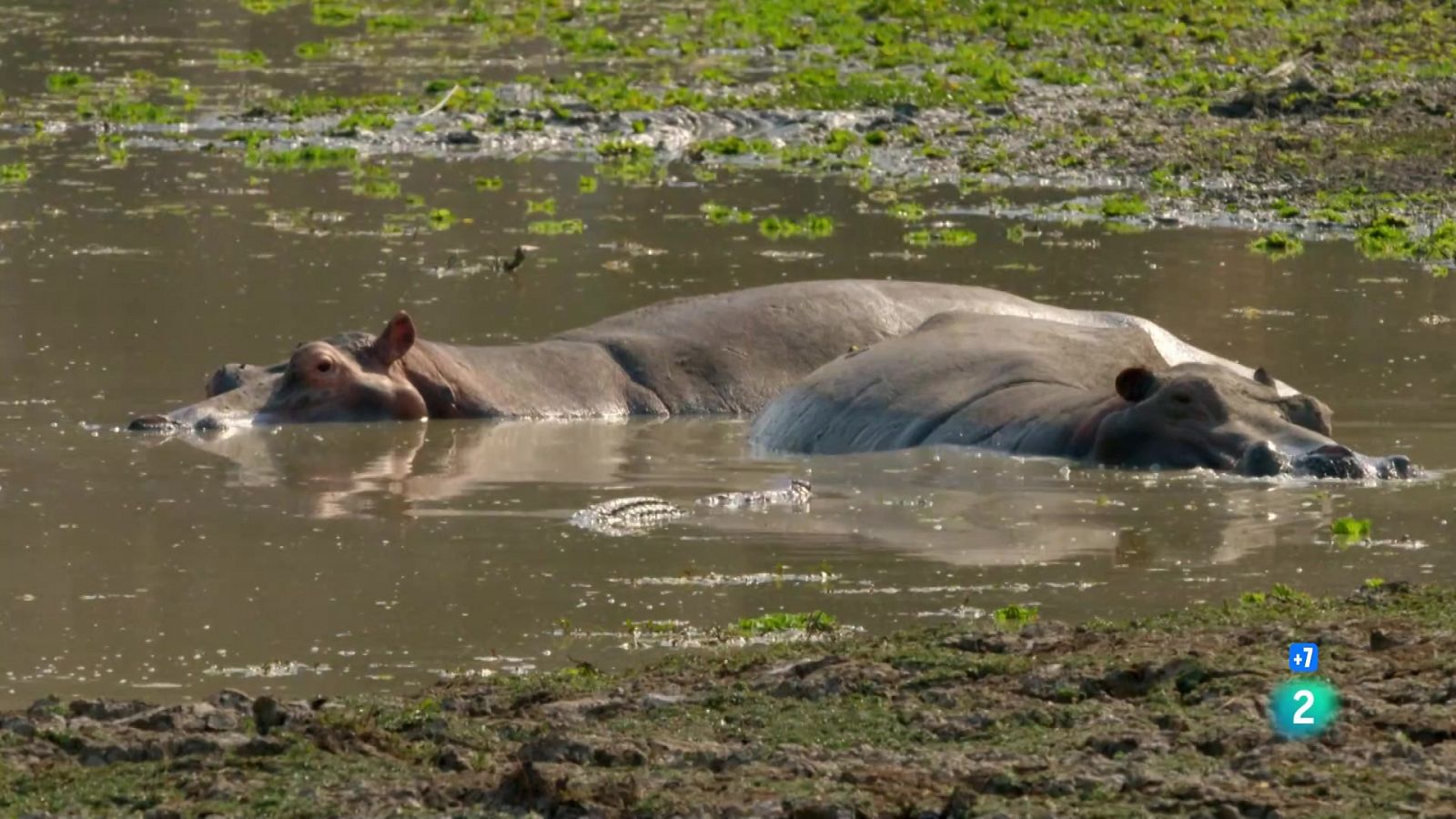 Grans Documentals - La vall indòmita: La llacuna dels hipopòtams - Veure ara