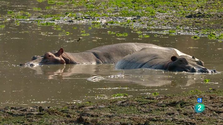 Som Documentals - La vall indòmita: La llacuna dels hipopòtams