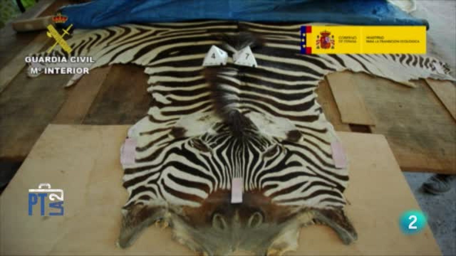 Tráfico ilegal de animales | Ver