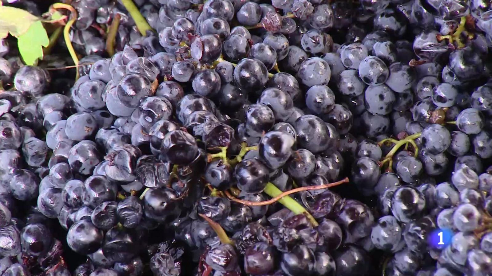 Informativo Telerioja 2 - 23-10-2024 | Ver