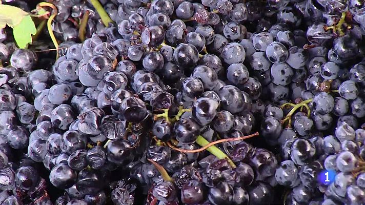 Informativo Telerioja - Informativo Telerioja 2 - 23-10-2024