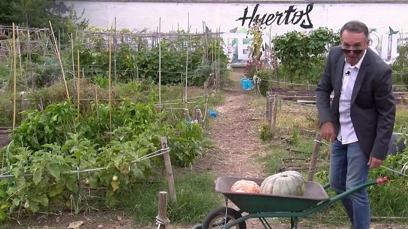 Aqu la Tierra  - La huerta de Jos Manuel: Calabazas