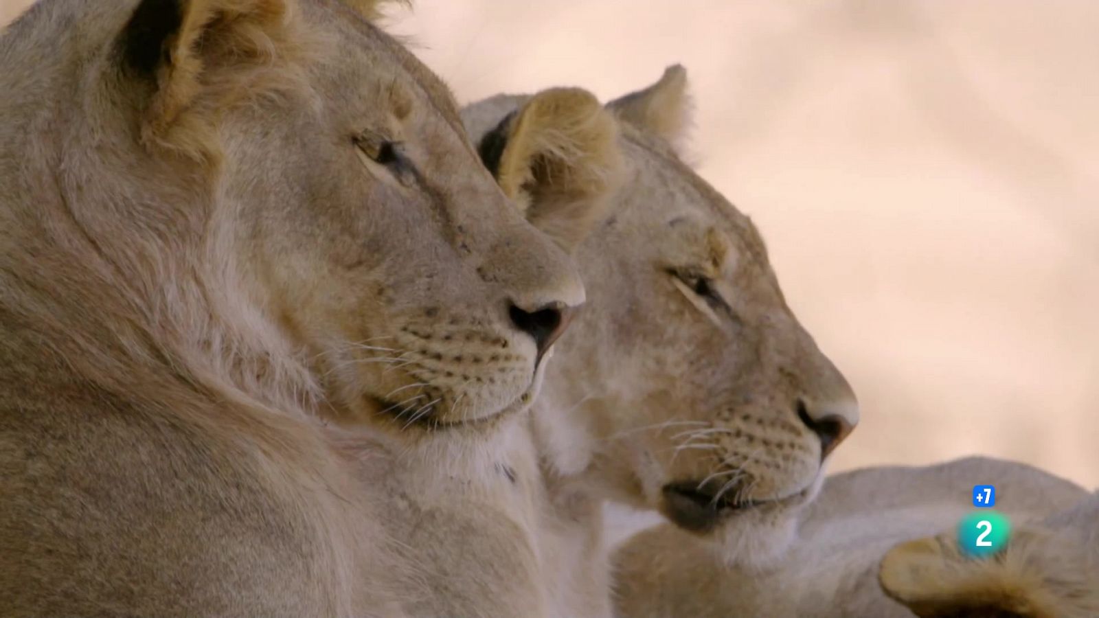 Grans Documentals - La vall indòmita: El gran meandre - Veure ara