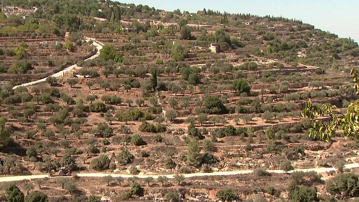 Telediario 2 - Los colonos israelíes continúan invadiendo tierras de palestinos en Cisjordania