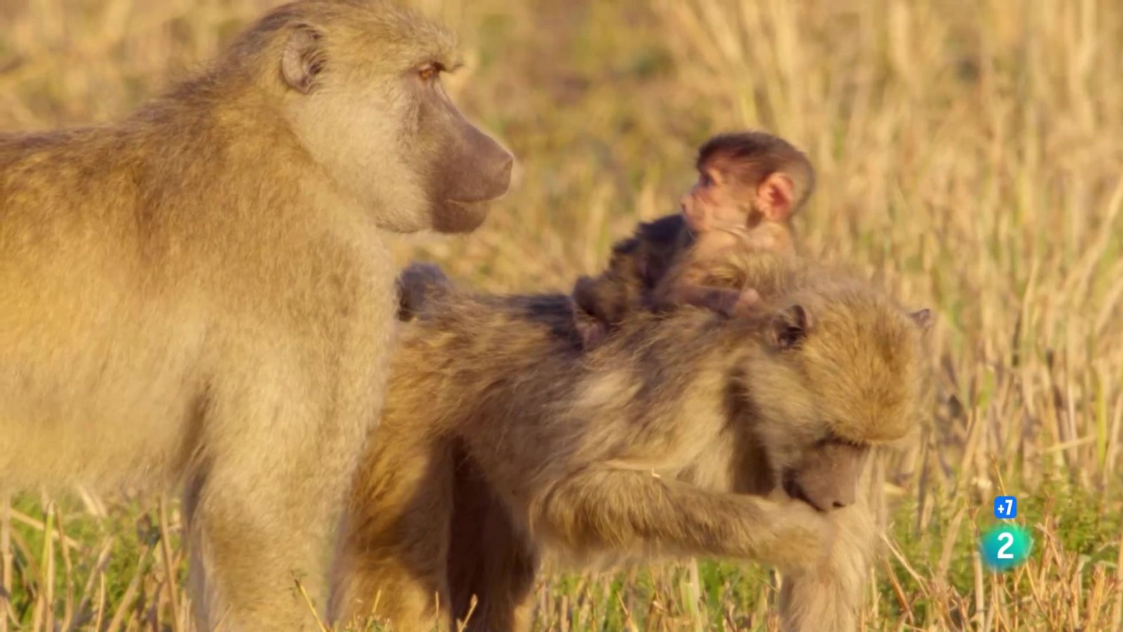 Grans Documentals - La vall indòmita: La plana dels banús - Veure ara
