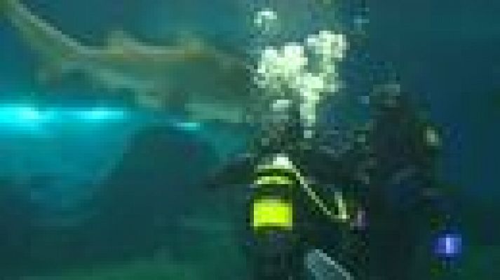 Telediario 1 - Mireia Belmonte, entre tiburones