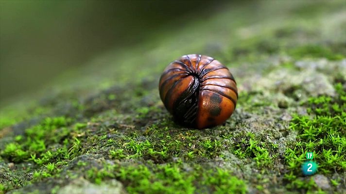 Meravelles salvatges de Madagascar