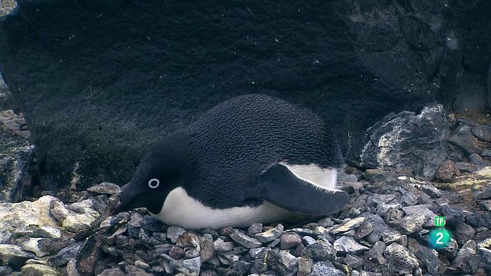 Som Documentals - L'antàrtic salvatge: Capítol 2 Corrents