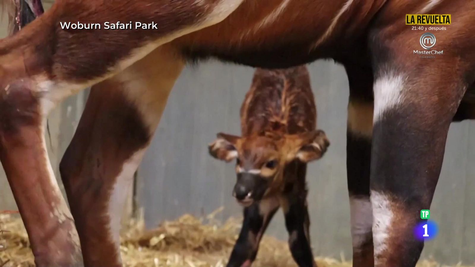 Bongo de montaña | Ver