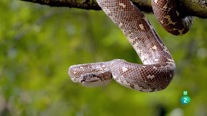 Meravelles salvatges de Madagascar: Boscos sorprenents