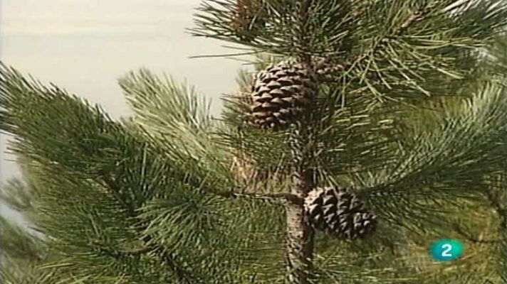 El bosque protector - Sierra Espuña; en el límite del des