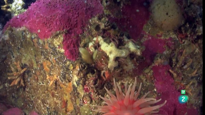 Jardines submarinos | Ver