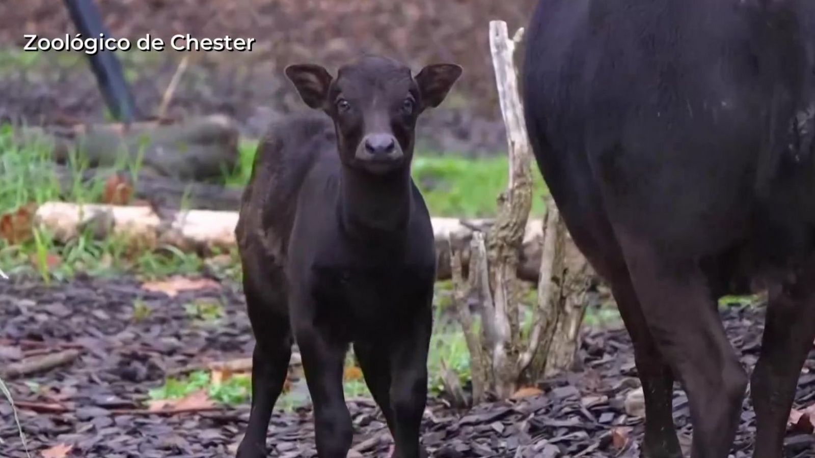 Aquí la Tierra - Anoa