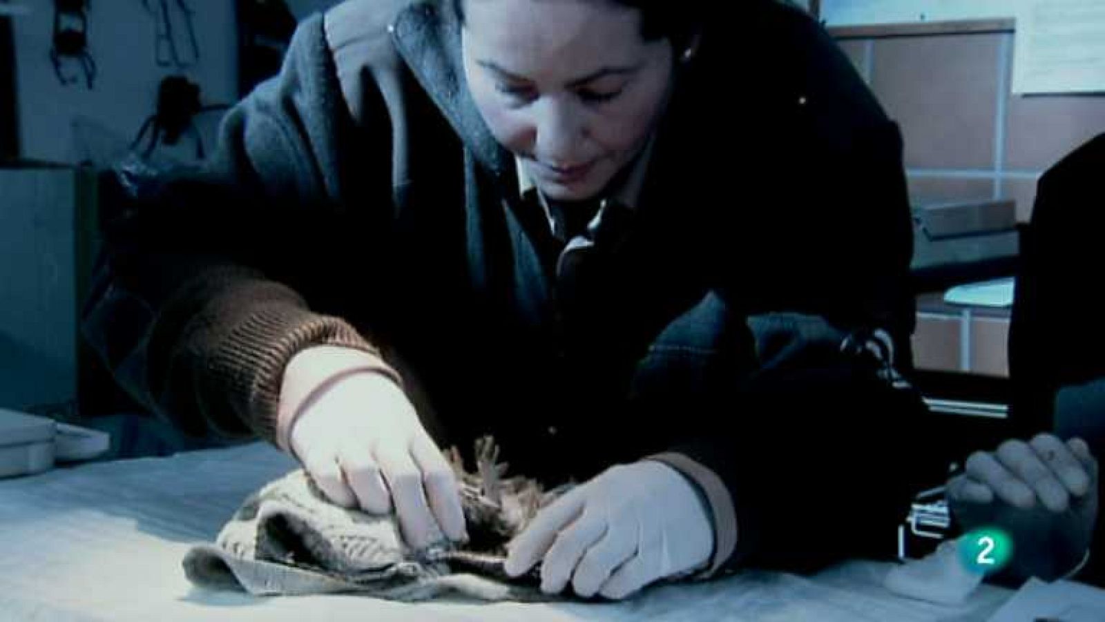 Biodiario - 01/01/13 - Biodiario | Ver