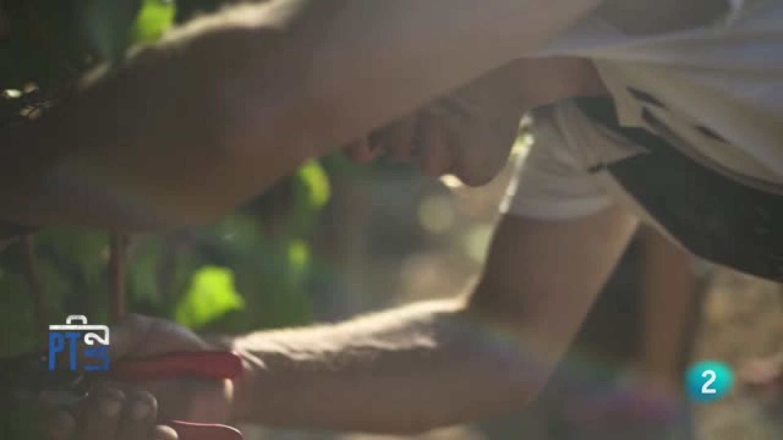 Cooperativa l'Olivera | Ver