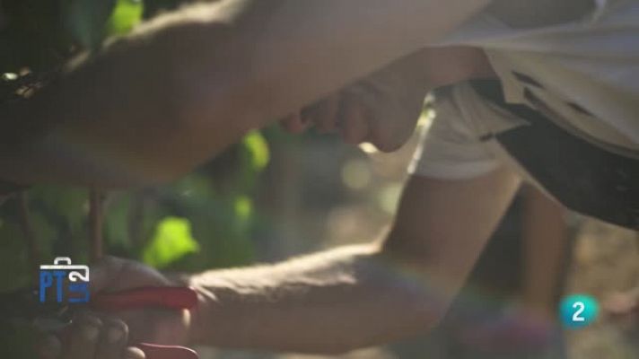 Para todos La 2 - Un proyecto social para elaborar vinos y aceites