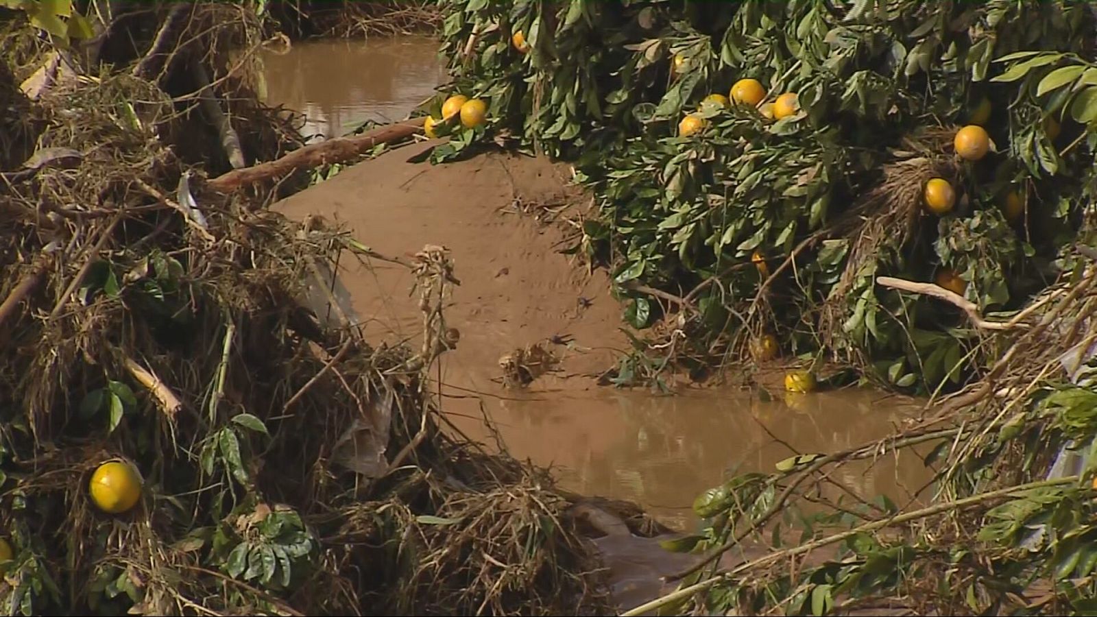 Agrosfera - 02/11/24 - ver ahora