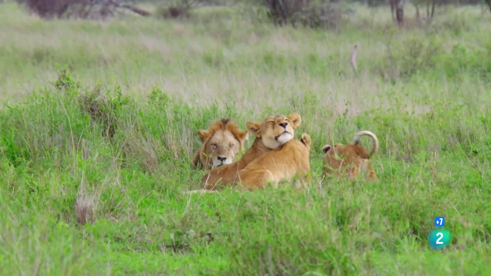 Grans Documentals - Del joc a la caça: El cadell del lleó - Veure ara