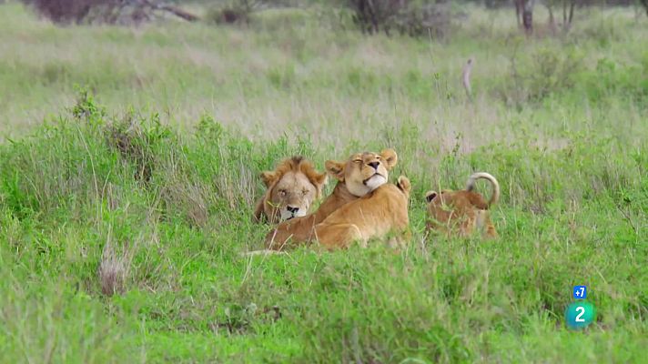 Som Documentals - Del joc a la caça: El cadell del lleó