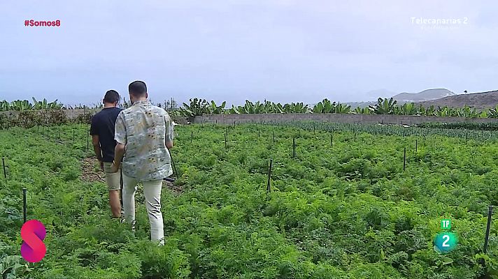 Somos 8 - Somos 8 - 05/11/2024