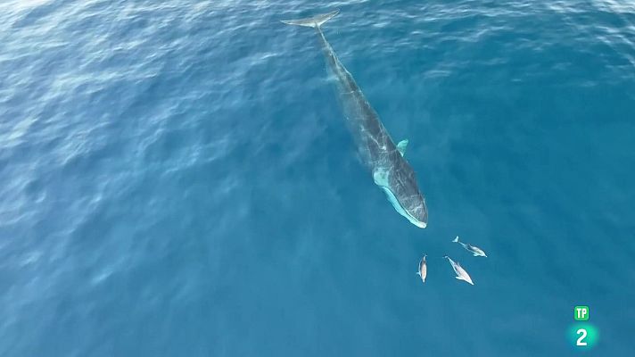 MNCN Ballenas a través de la ciencia y el arte