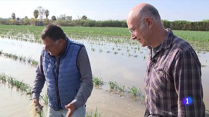 Els camps de conreu del Baix Llobregat, malmesos per la pluja