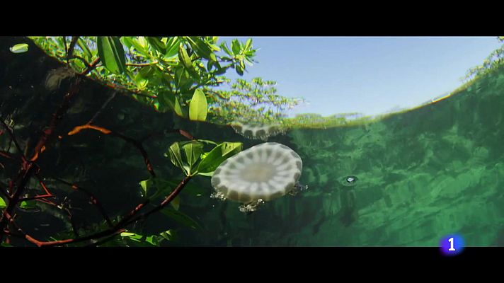 L'Informatiu - El Festival de cinema mediambiental SUNCINE arriba a Barcelona