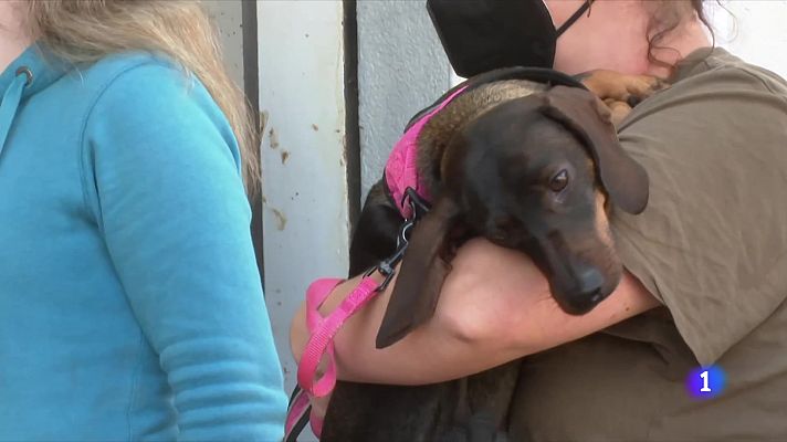 Mascotas buscan dueño tras la DANA