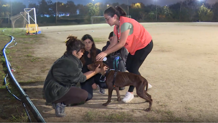 Mascotas buscan dueño tras la DANA