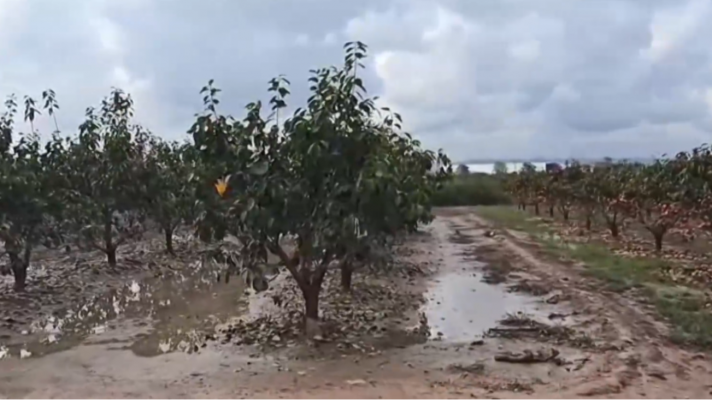 Cultivos arrasados por la DANA