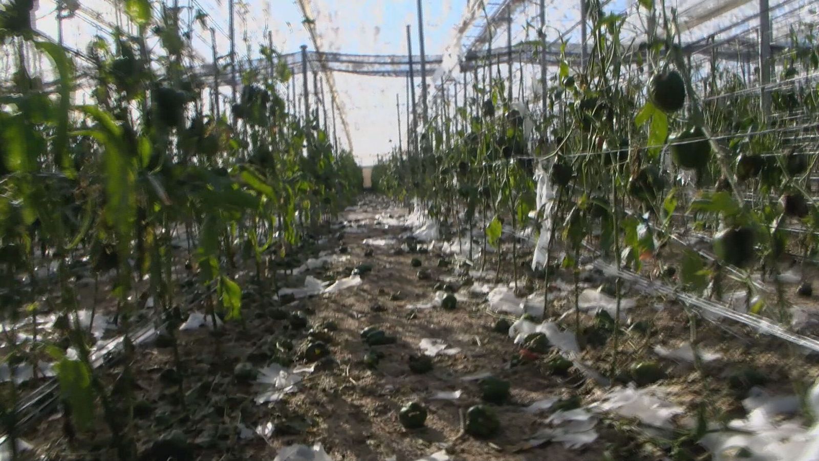 Agrosfera - 09/11/24- ver ahora