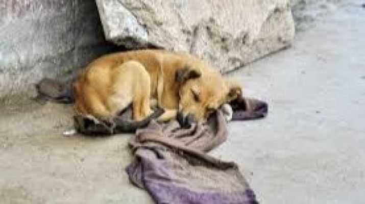 Para todos La 2 - Para todos La 2 - 09/11/24