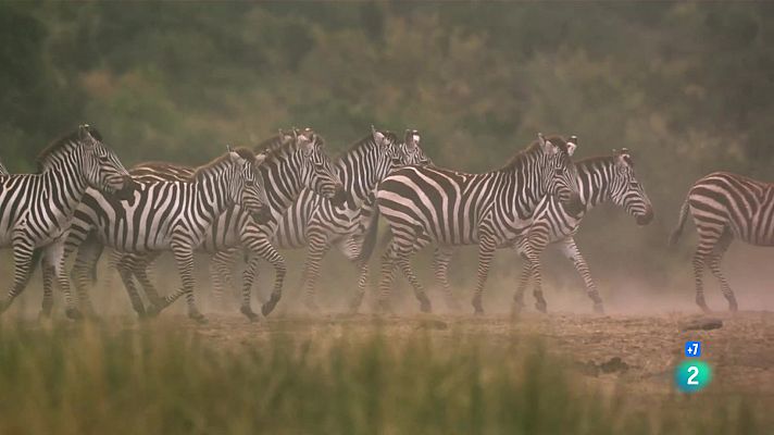 Zebres, una vida de carrera