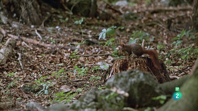 Grans Documentals - Els secrets dels esquirols - Veure ara