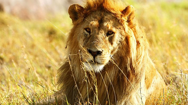 Leones, el superpoder de África