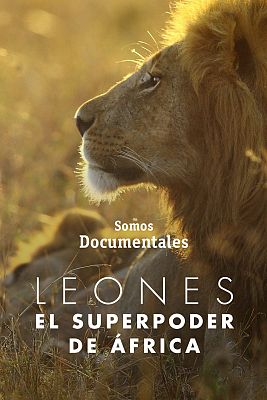 Somos Documentales - Leones, el superpoder de África