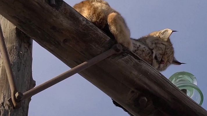 Aquí la Tierra - Aquí la Tierra – Lince al rescate