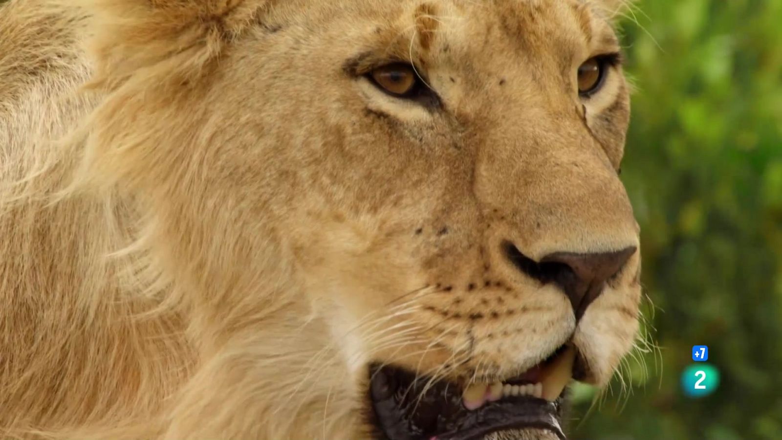 Grans Documentals - Lleons, el superpoder d'Àfrica - Veure ara