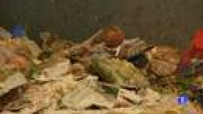 Telediario 1 - 8 tn de alimentos desperdiciados