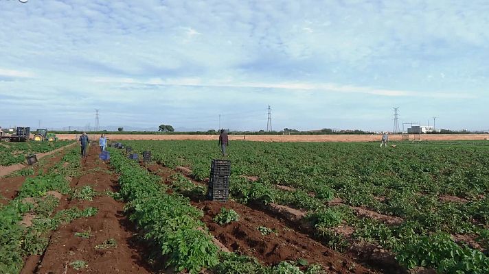 Aquí la Tierra - La Huerta es de Todos