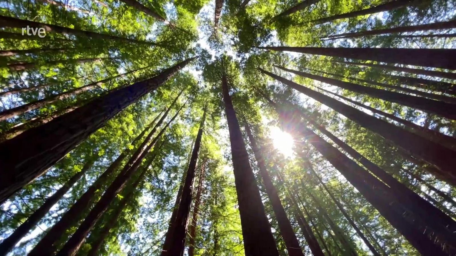 Bosc de sequoies - Va de Verd | RTVE Catalunya